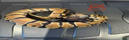 Python Snake reptiles for sale: Royal python - Advert 8