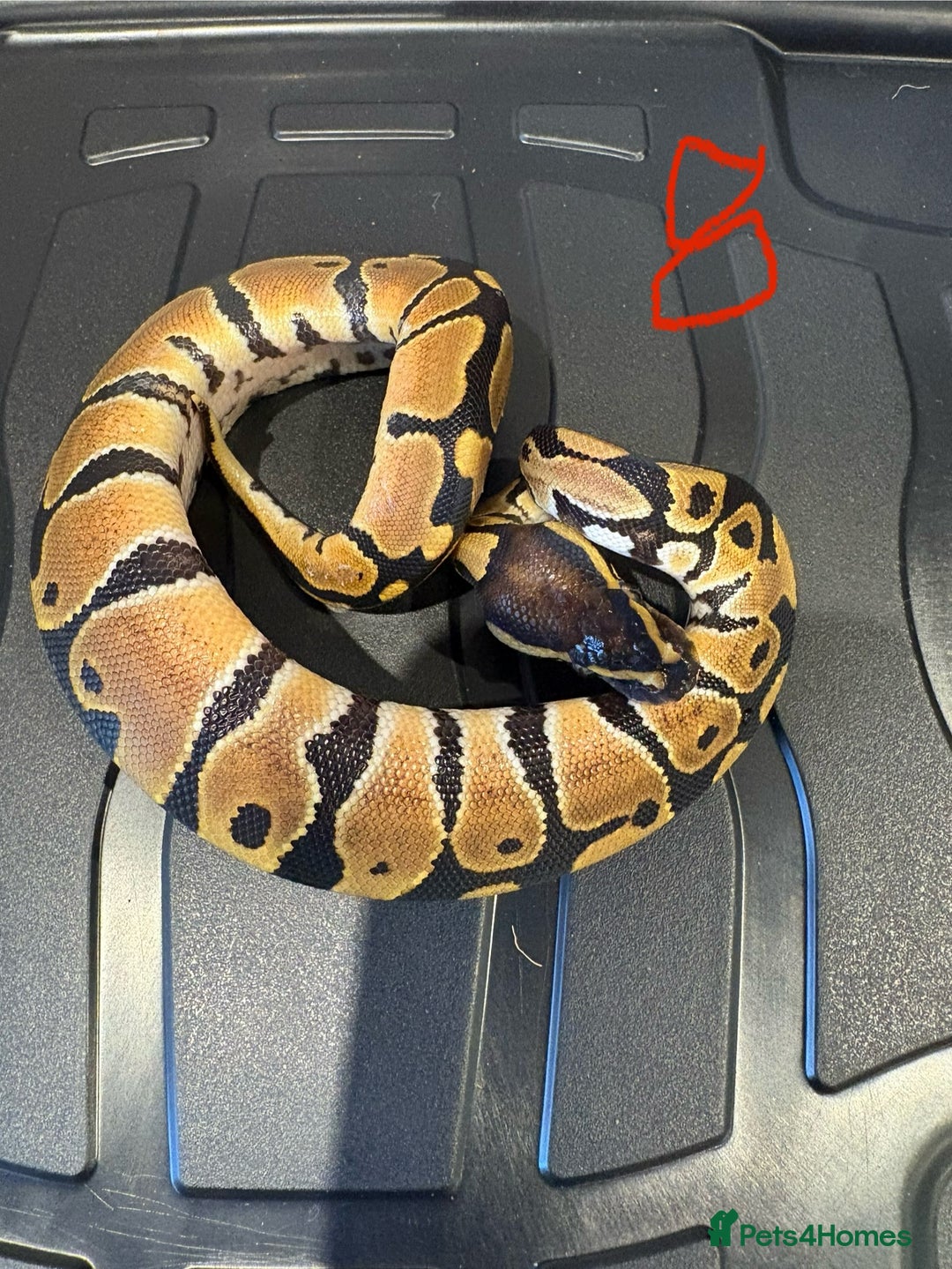 Python Snake reptiles for sale: Royal python - Advert 8