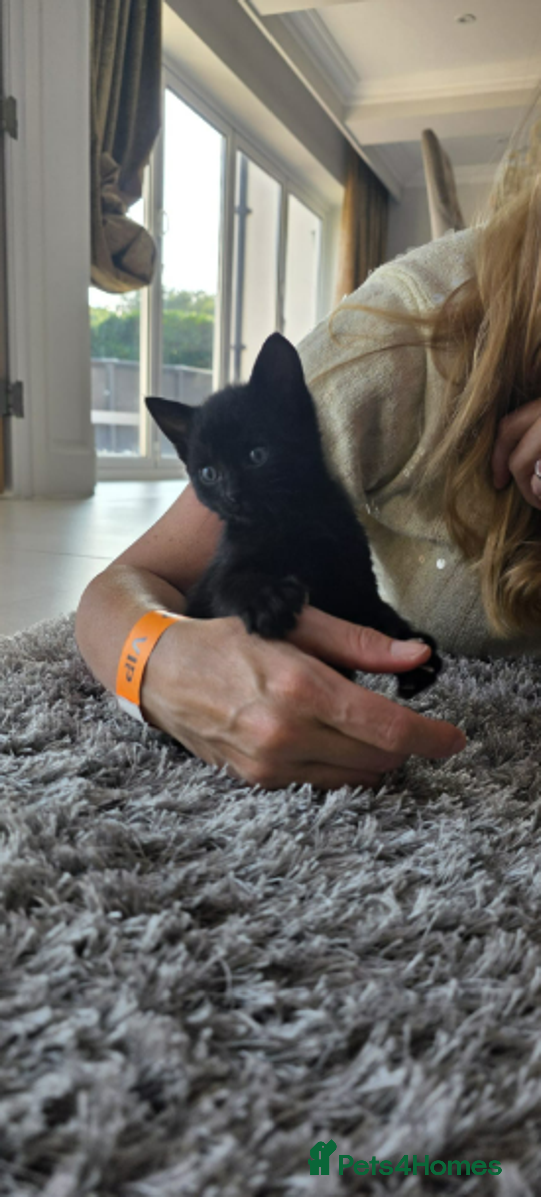 Domestic Shorthair cats for sale: 6 black and white Semi-Domestic kittens - Image 14
