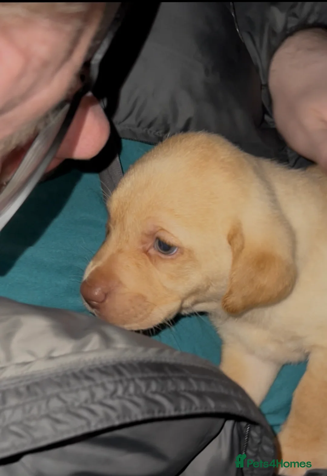 Labrador Retriever dogs for sale: Labrador Puppies - Advert 18