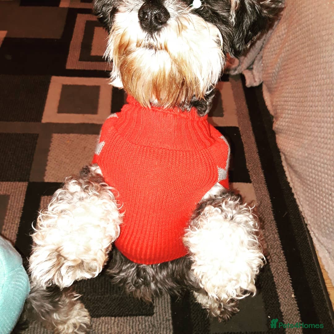 Miniature Schnauzer dogs for stud: stunning Kc registererd proven miniature schnauzer in Wolverhampton - Advert 5