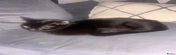 Domestic Shorthair cats for sale: Kittens - Advert 2