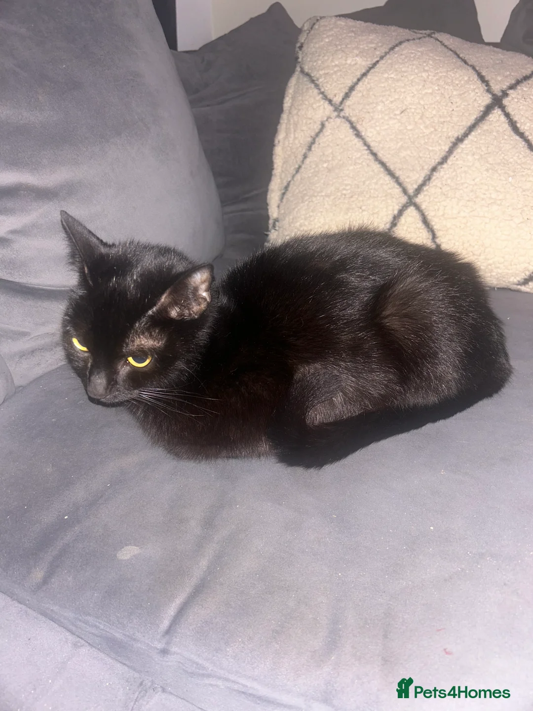 Domestic Shorthair cats for sale: Kittens - Advert 2