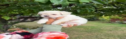 French Bulldog dogs for sale: Frenchie pups for sale in Maldon - Advert 14