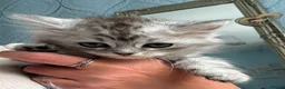 Scottish Fold cats for sale: Absolutely stunning Scottish straight kittens  - Advert 5