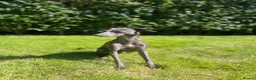 Italian Greyhound dogs for stud: Proven KC Italian Greyhound Stud ‘Pino’ - Advert 2
