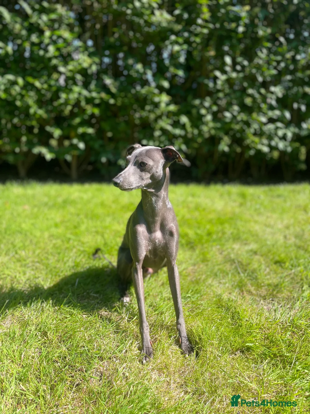 Italian Greyhound dogs for stud: Proven KC Italian Greyhound Stud ‘Pino’ - Advert 2