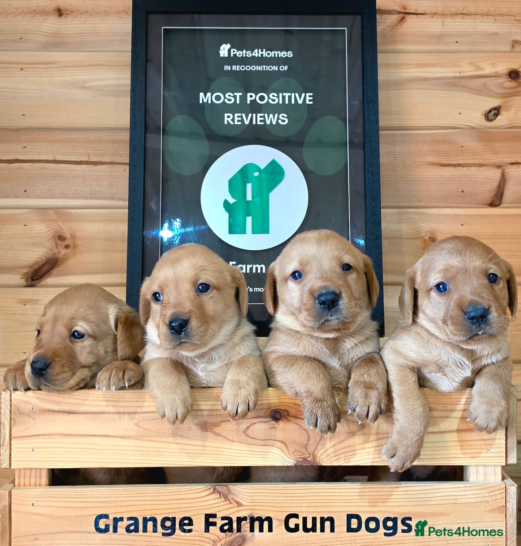Labrador Retriever dogs 6 BEAUTIFUL FOX RED KC LABS, HEALTH TESTED PARENTS - Advert 2