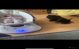 French Bulldog dogs for sale: French bulldog (bear) - Image 2