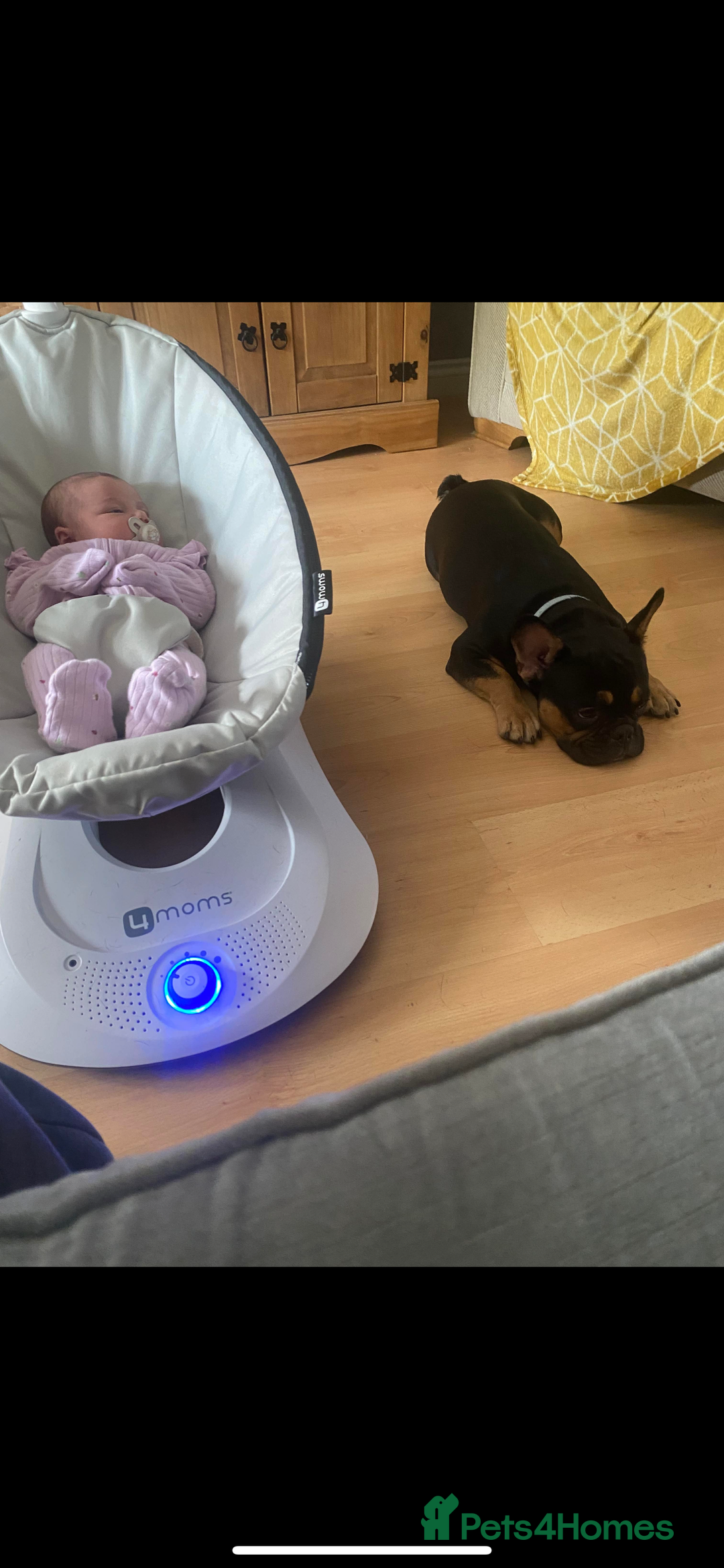 French Bulldog dogs for sale: French bulldog (bear) - Image 2