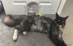 Maine Coon cats for sale: Super friendly fluffy Maine coon X Bengal kittens - Image 11