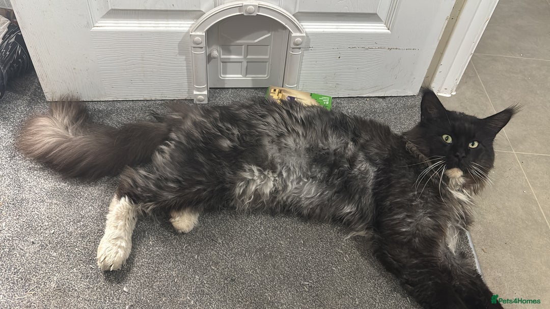 Maine Coon cats for sale: Super friendly fluffy Maine coon X Bengal kittens - Image 11