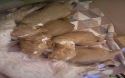 Cocker Spaniel dogs for sale: KC REGISTERED COCKER SPANIELS  - Image 18