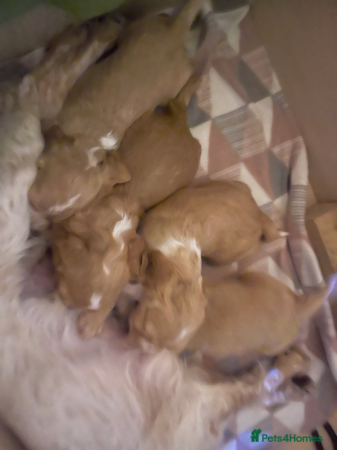 Cocker Spaniel dogs for sale: KC REGISTERED COCKER SPANIELS  - Image 18