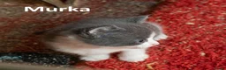 Mixed Breed cats for sale: 2 Affectionate British Shorthair Cross Kittens - Advert 24