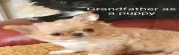 Chihuahua dogs for sale: Stunning long coat chihuahua puppies  - Advert 14