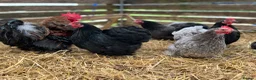 Chickens poultry for sale: Pekin Bantams, Chicks, Growers, Point of Lay, Hens - Advert 5