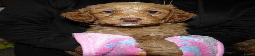 Cockapoo Puppy 5