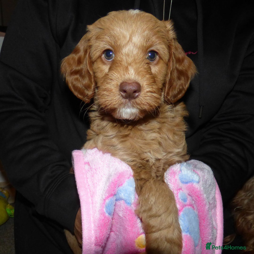 Cockapoo dogs for sale: Cockapoo F2 Puppies - Image 10
