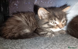 Mixed Breed cats for sale: 2 kittens for sale - Image 6