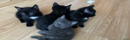 Domestic Shorthair cats for sale: Sweet playful baby kittens ready to find a home  - Advert 3