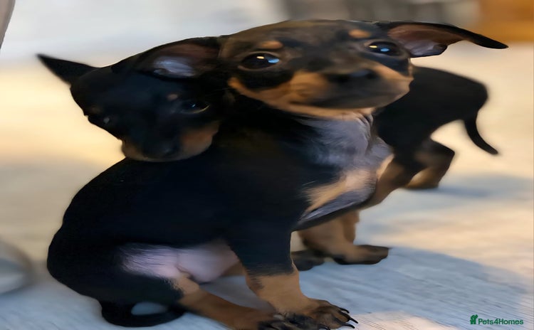 Miniature Pinscher dogs - Advert 5