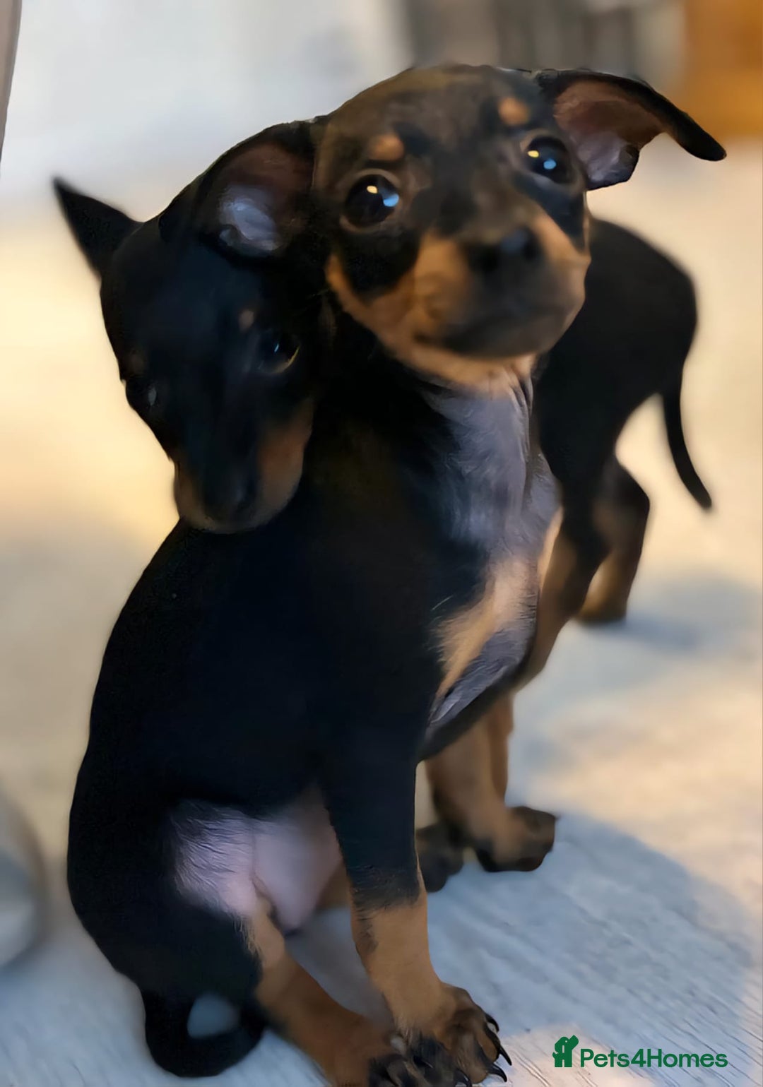 Miniature Pinscher dogs for sale: Prague Ratter– Mini Pinscher Puppies - Image 5