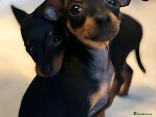Miniature Pinscher dogs - Advert 6