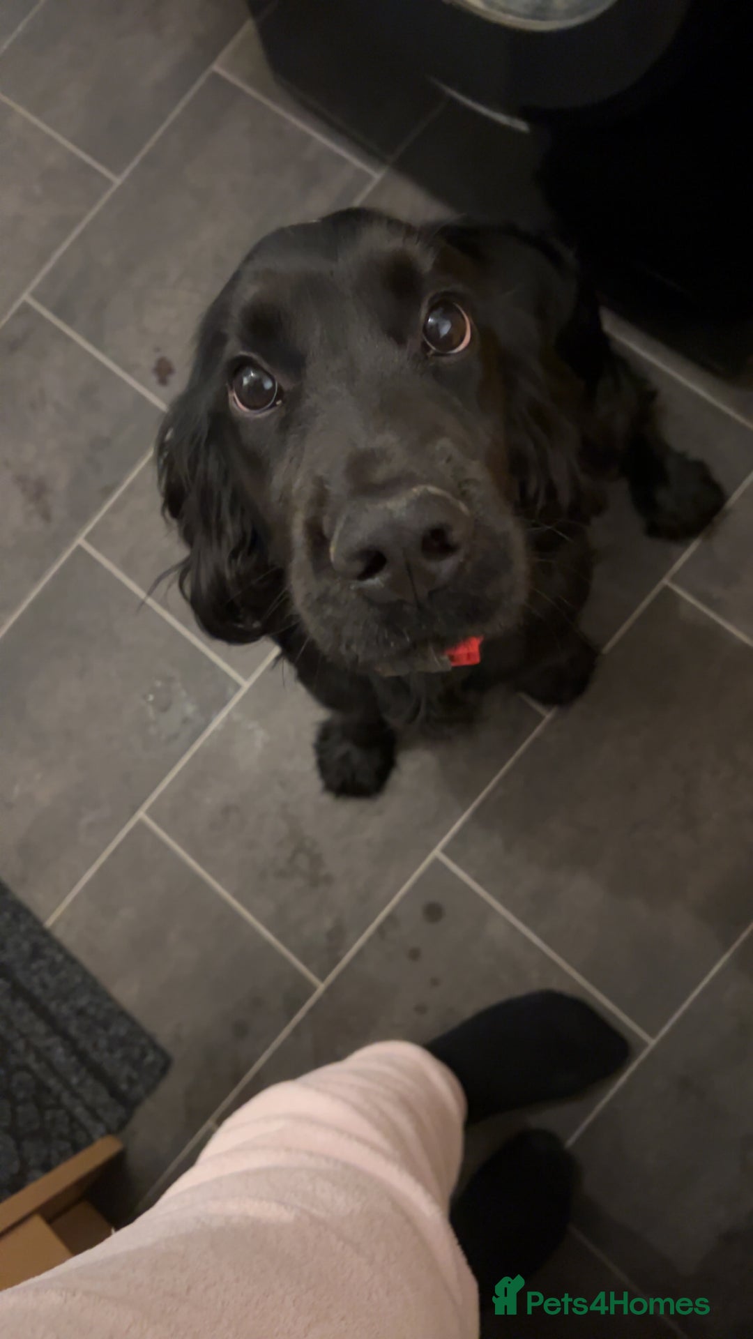 Cocker Spaniel dogs for sale: Cocker Spaniel  - Image 4