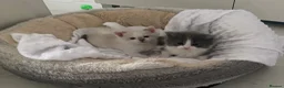 Ragdoll cats for sale: Ragdoll Cross Kittens Looking for Forever Home - Advert 11