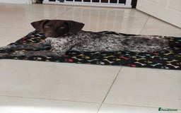 German Shorthaired Pointer dogs for sale: german shorthaired pointer  - Image 1