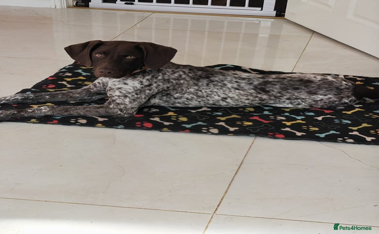 German Shorthaired Pointer dogs - Advert 1