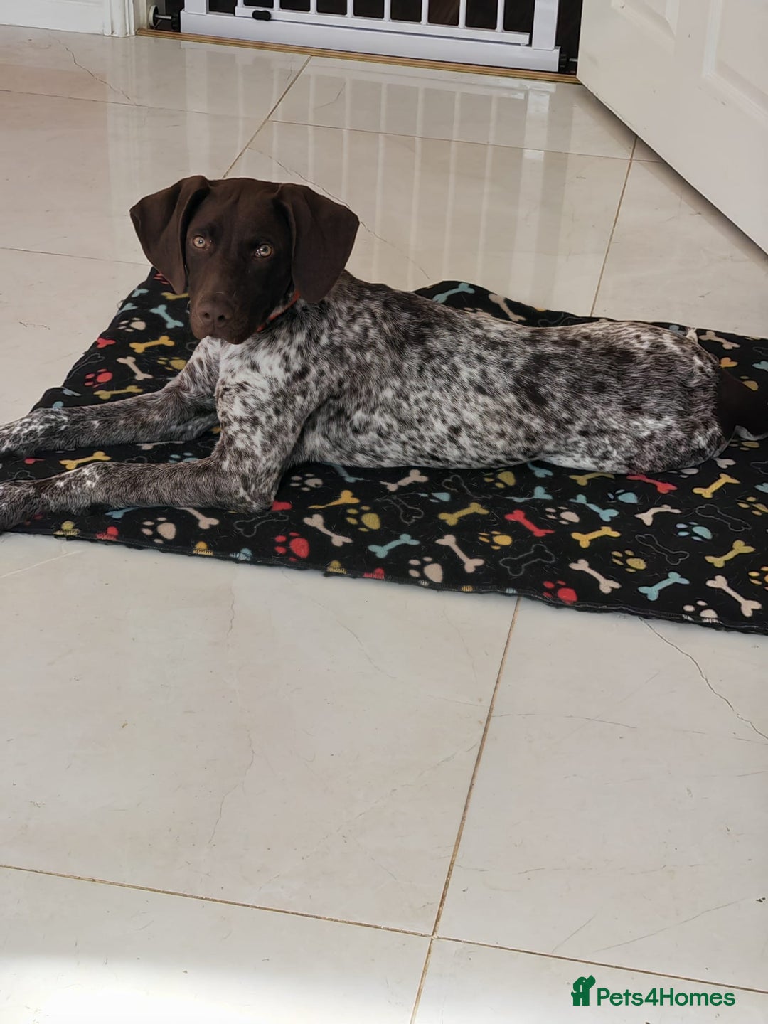 German Shorthaired Pointer dogs for sale: german shorthaired pointer  - Image 1