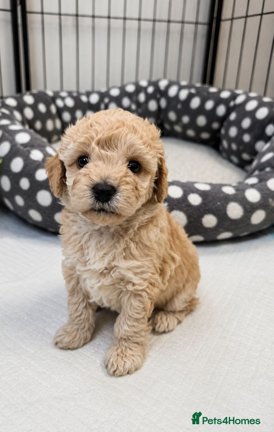 Toy Poodle dogs Gorgeous Toy Poodle Puppy – Ready 26th June - Advert 6