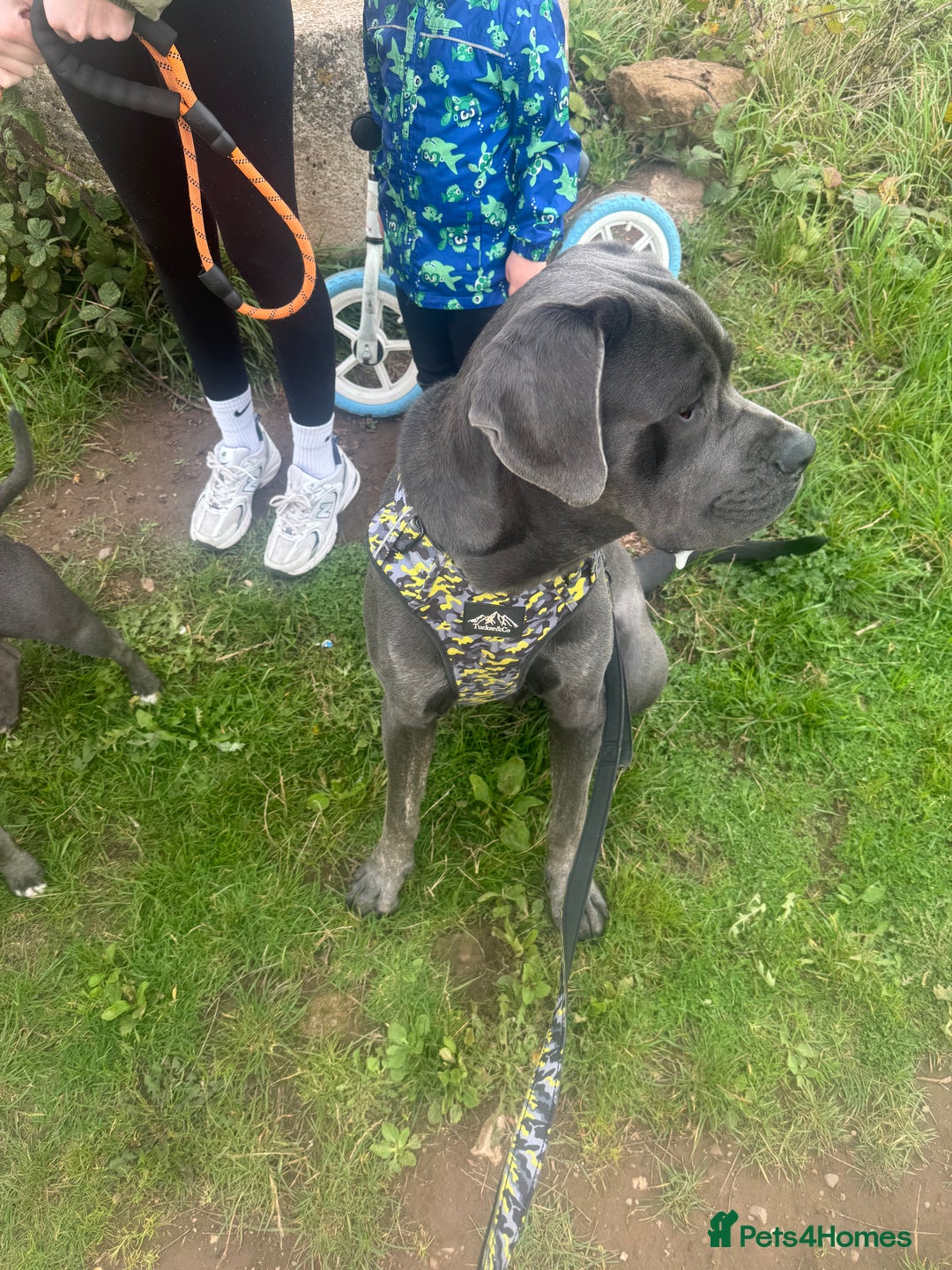 Cane Corso dogs for sale: Zeus Cane Corso 10 months old  - Image 2