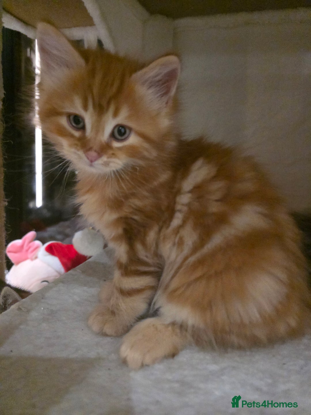 Siberian cats for sale: Siberian kittens for sale  - Advert 4