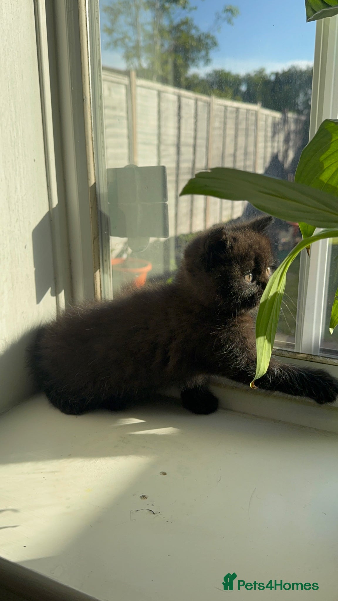 British Shorthair cats British short hair kitten - Advert 1