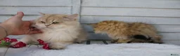 British Longhair cats for sale: Boy and Girl ready  - Advert 11