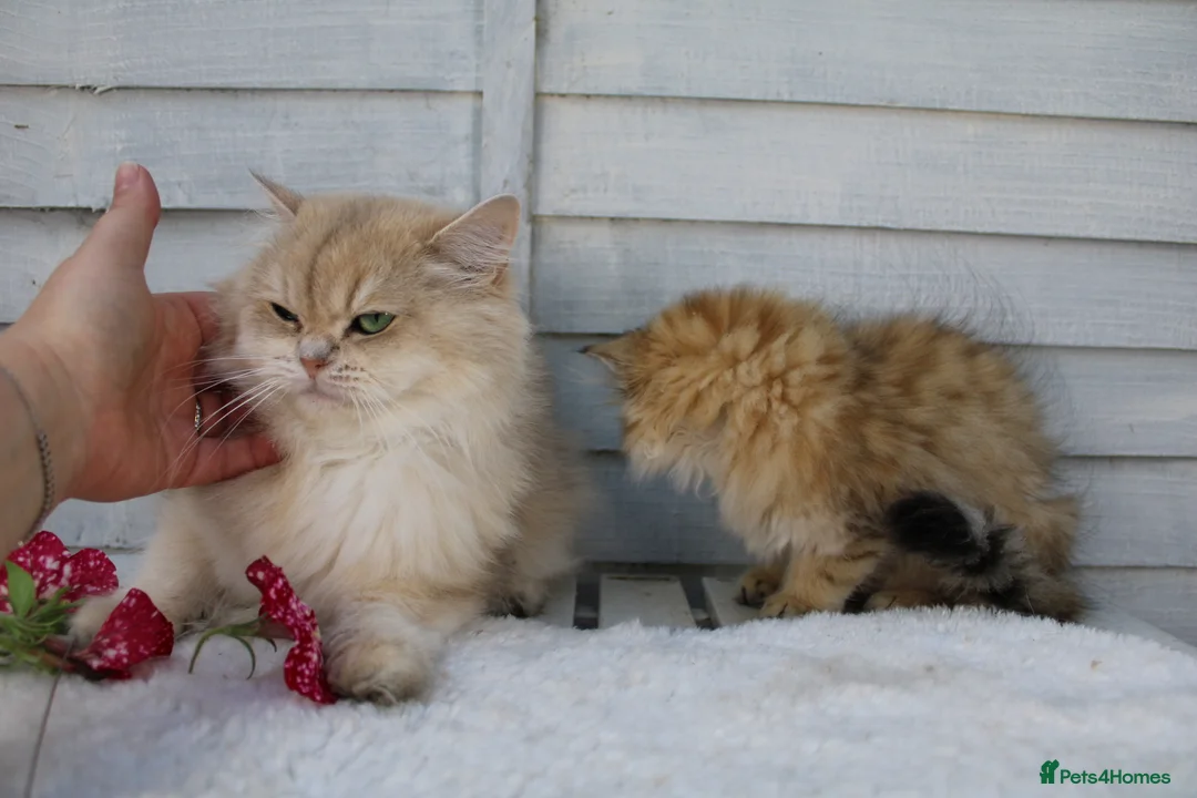 British Longhair cats for sale: Boy and Girl ready  - Advert 11