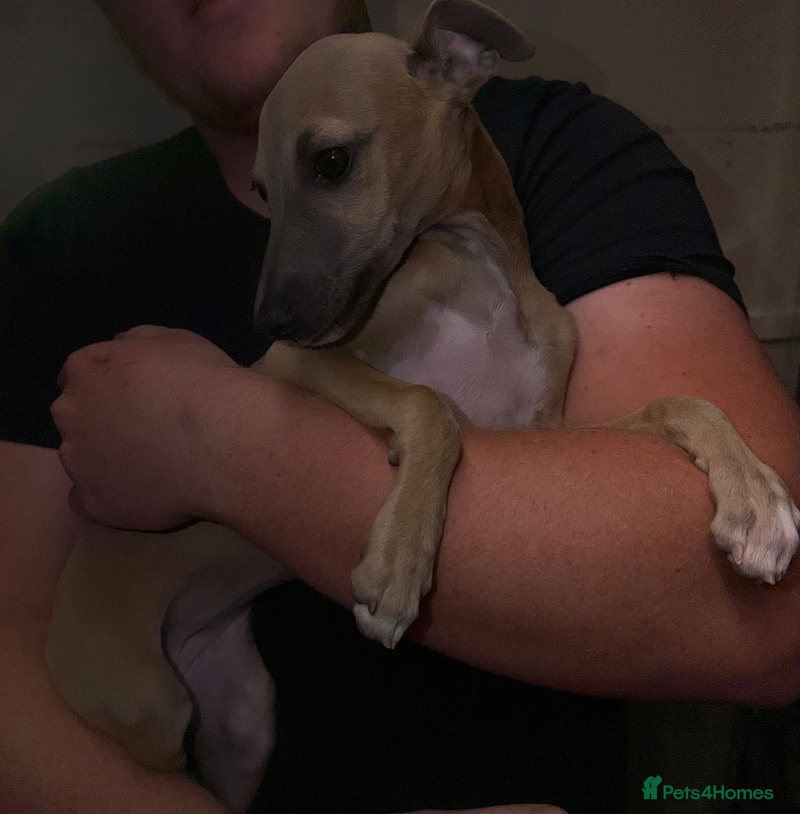 Mixed Breed dogs Italian greyhound x whippet - Advert 12