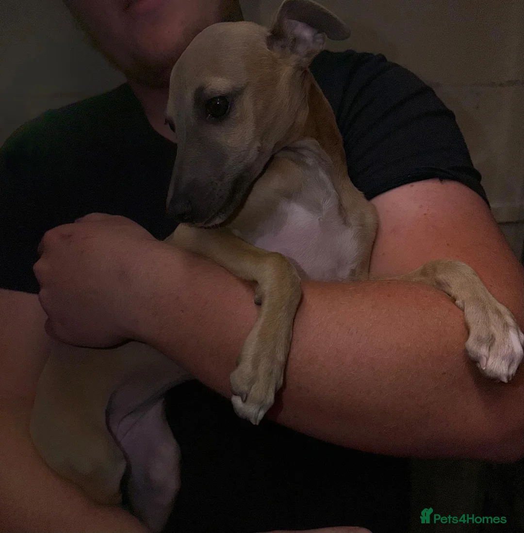 Mixed Breed dogs for sale: Italian greyhound x whippet - Advert 1