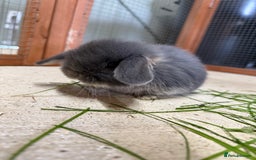 Mini Lop rabbits for sale: 🖤🩶 GORGEOUS LITTER OF PUREBRED MINI LOPS 🖤🩶 - Image 12