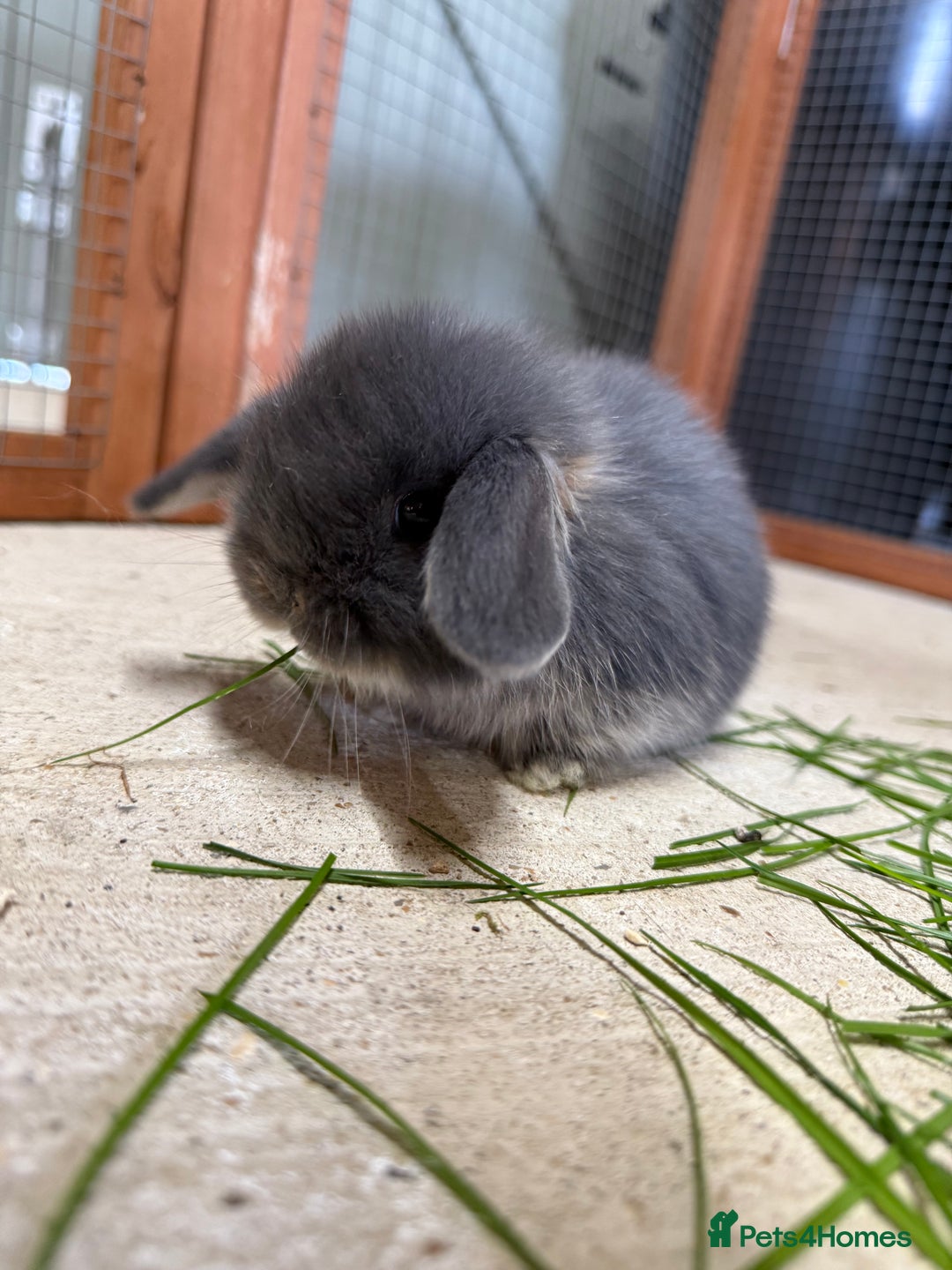 Mini Lop rabbits for sale: 🖤🩶 GORGEOUS LITTER OF PUREBRED MINI LOPS 🖤🩶 - Image 12