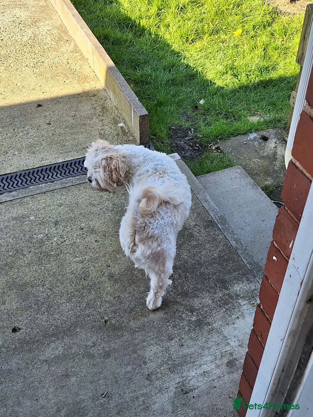 Shih Tzu dogs for sale: Male Shih Tzu - Advert 4