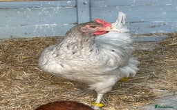Chickens poultry for sale: 8 hybrid hens for sale  - Image 2