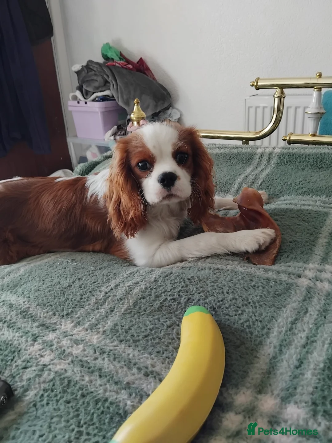 Cavalier King Charles Spaniel dogs for sale: Fantastic ckcs male potential stud or pet - Advert 2
