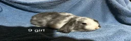 Dwarf Lop rabbits for sale: Baby dwarf lop rabbits  - Advert 14