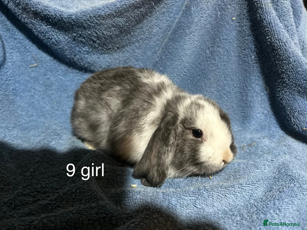 Dwarf Lop rabbits for sale: Baby dwarf lop rabbits  - Advert 14