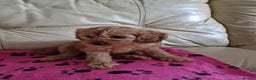 Cavapoo dogs for sale: For sale  - Advert 6