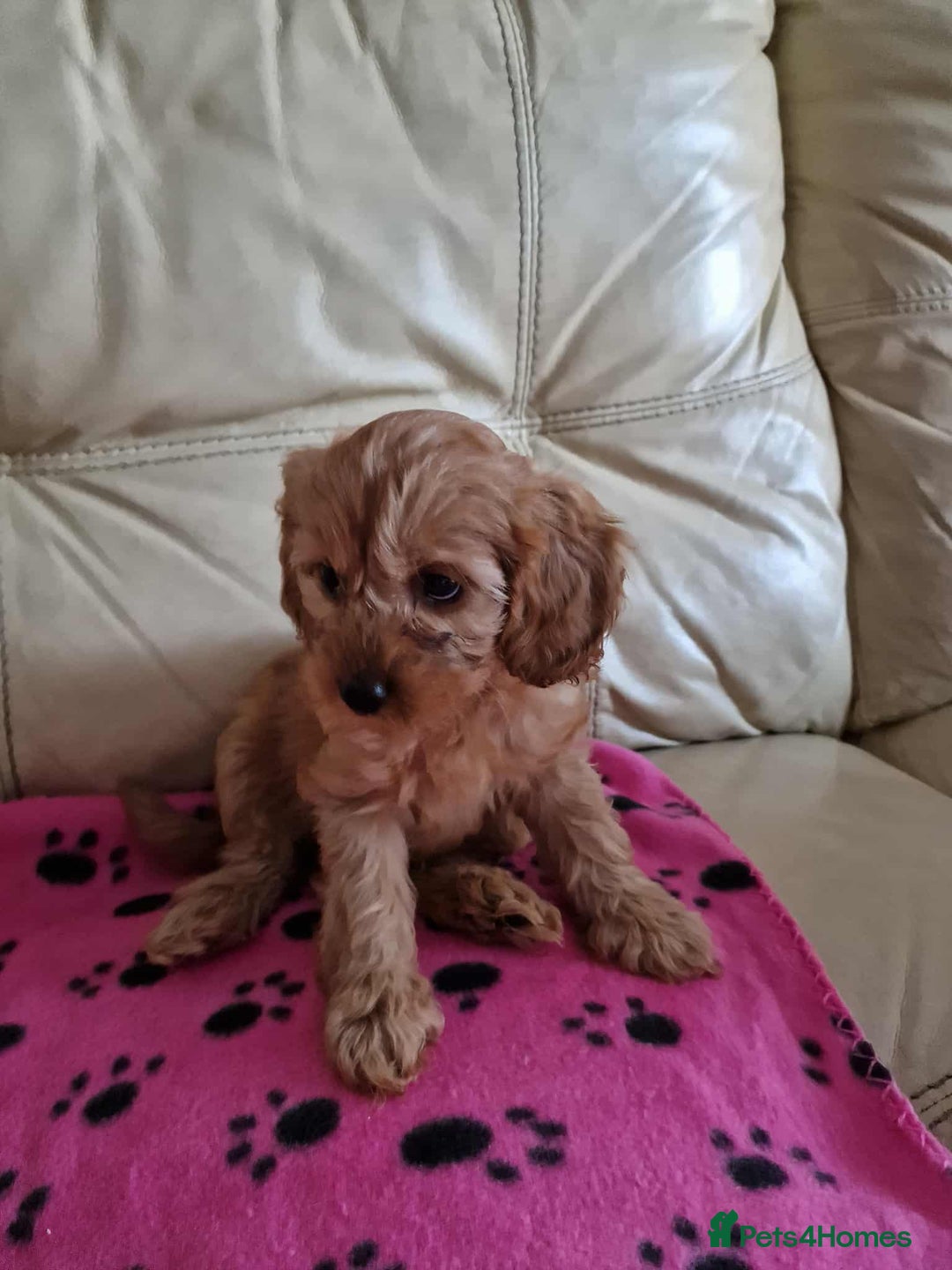 Cavapoo dogs for sale: For sale  - Advert 6